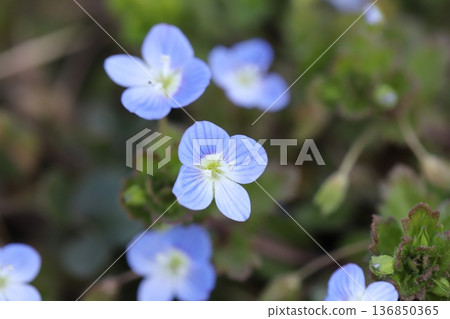 冬季路邊盛開的波斯婆婆納(Veronica persica)小花,呈現淺藍色。 冬季路邊盛開的波斯婆婆納(Veronica persica)小花,呈現淺藍色。 136850365