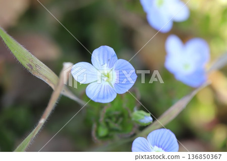 Small light blue flowers of the Veronica persica blooming on the roadside in winter Small light blue flowers of the Veronica persica blooming on the roadside in winter 136850367