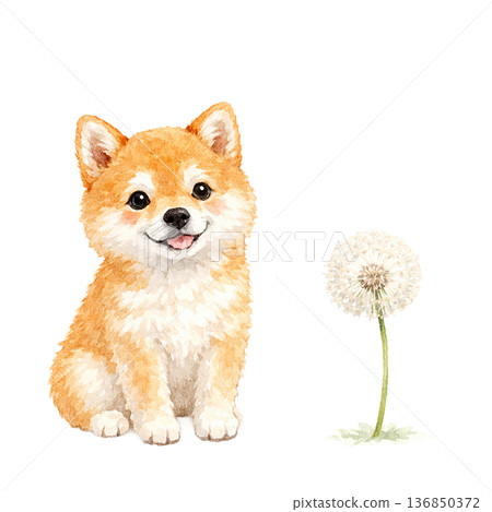 柴犬與蒲公英絨毛的水彩插畫 | 柔和的春日元素 136850372