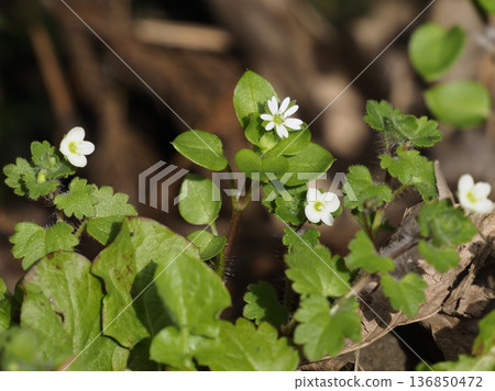 Common chickweed and common persimmon Common chickweed and common persimmon 136850472