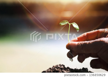 A farmer's hands planting seedlings in spring, Earth Day life and nature conservation concept. 136850629