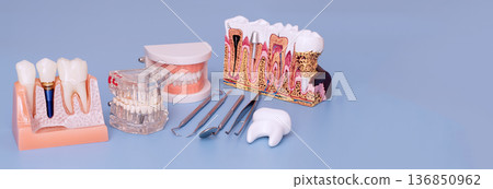 Dental implant and tooth anatomy models with dental instruments on blue background, panoramic dentistry education concept Dental implant and tooth anatomy models with dental instruments on blue background, panoramic dentistry education concept 136850962