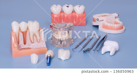 Dental education models and instruments arranged on a blue background, including implant and crown components, tooth anatomy models, acrylic jaw models, and hand tools for dentistry, oral care, and 136850963