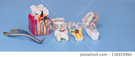 Dental education tooth decay and extraction models with dentist tools on blue background Dental education tooth decay and extraction models with dentist tools on blue background 136850966