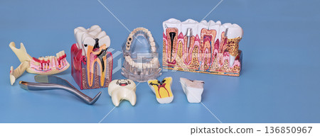 Dental education models with tooth decay cross sections, jaw anatomy and extraction tool on blue background Dental education models with tooth decay cross sections, jaw anatomy and extraction tool on blue background 136850967
