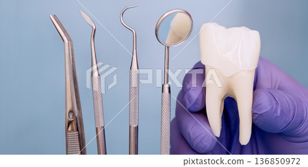Dental instruments and tooth model in gloved hand on blue background, dentistry concept Dental instruments and tooth model in gloved hand on blue background, dentistry concept 136850972