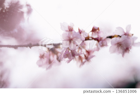 河津櫻花:映照四季的春花 河津櫻花:映照四季的春花 136851006