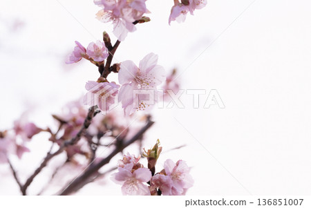 河津櫻花:映照四季的春花 河津櫻花:映照四季的春花 136851007