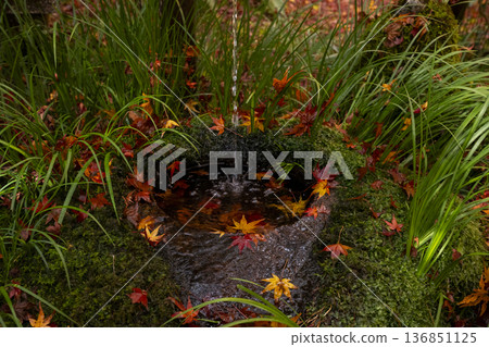 Maple leaves falling from the stone basin Maple leaves falling from the stone basin 136851125