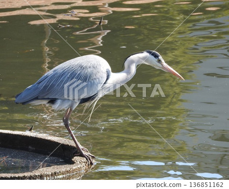 Gray heron hunting small fish Gray heron hunting small fish 136851162