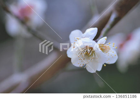 二月，梅園裡盛開著白色的梅花。 136851186
