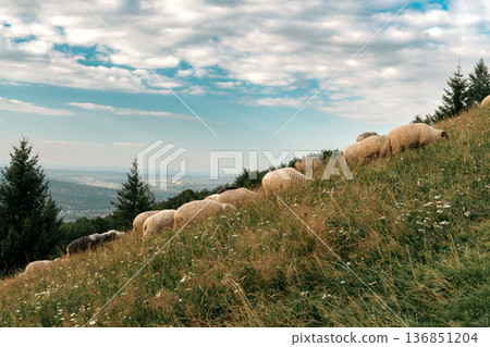 Sheep Grazing on Mountain Meadow with Scenic View 136851204