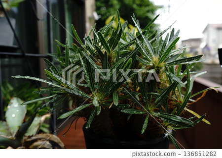 Pakipodium Pakipodium 136851282