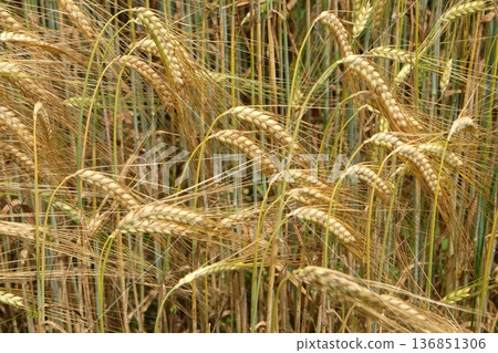 Field of wheat 136851306