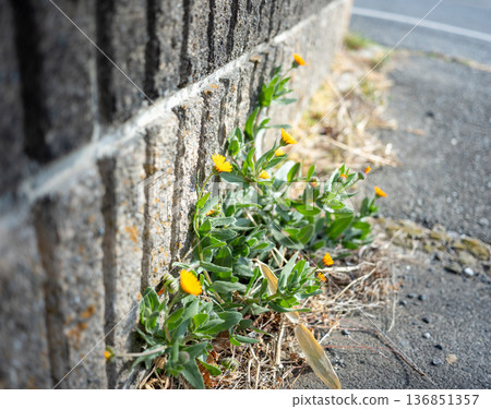 Cute flowers growing from cracks in the concrete Cute flowers growing from cracks in the concrete 136851357