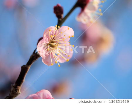 "Benikaga" pink plum blossoms bloom beautifully on a sunny February day "Benikaga" pink plum blossoms bloom beautifully on a sunny February day 136851429