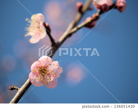 "Benikaga" pink plum blossoms bloom beautifully on a sunny February day 136851430