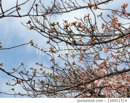 The Kawazu cherry blossoms in front of the station are blooming. Branches with many buds. 136851514
