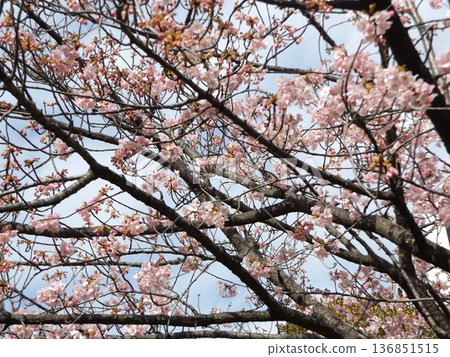Kawazu cherry blossoms in front of the station are in full bloom 136851515