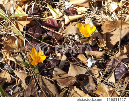 這些黃色的花是番紅花。 這些黃色的花是番紅花。 136851517