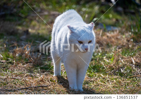 Beautiful white cat Beautiful white cat 136851537