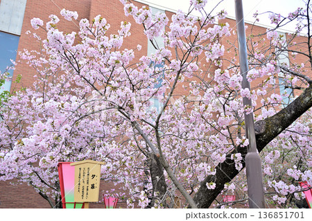 造幣局櫻花通道“暮色” 136851701