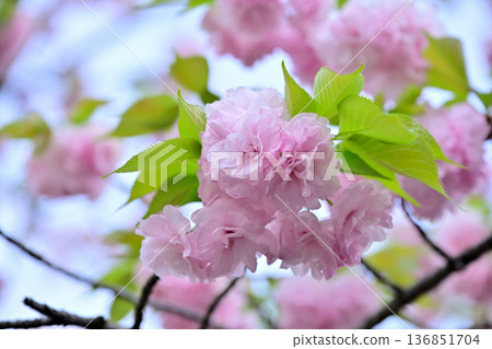 櫻花「幸福」花形 136851704