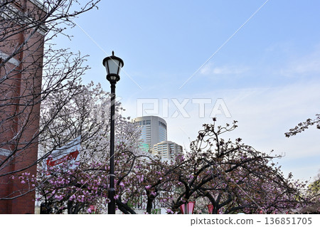 Osaka Mint Sakura Pass Scene 136851705