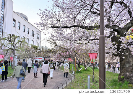 Osaka Mint Sakura Pass Scene Osaka Mint Sakura Pass Scene 136851709