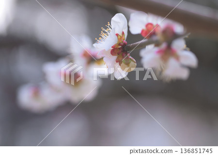 The late-blooming white plum blossoms remain in bud, waiting for the right time. The late-blooming white plum blossoms remain in bud, waiting for the right time. 136851745