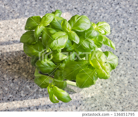 basil plant in a pot 136851795