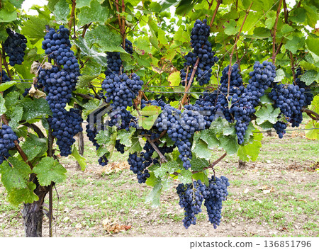 vines of the variety Blauburger vines of the variety Blauburger 136851796