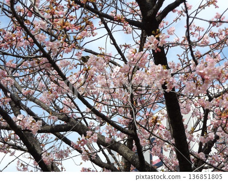 Kawazu cherry blossoms in front of the station are in full bloom Kawazu cherry blossoms in front of the station are in full bloom 136851805