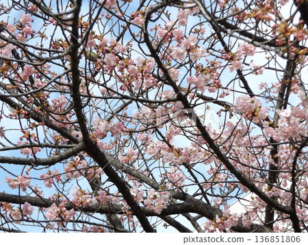 Kawazu cherry blossoms in front of the station are in full bloom Kawazu cherry blossoms in front of the station are in full bloom 136851806