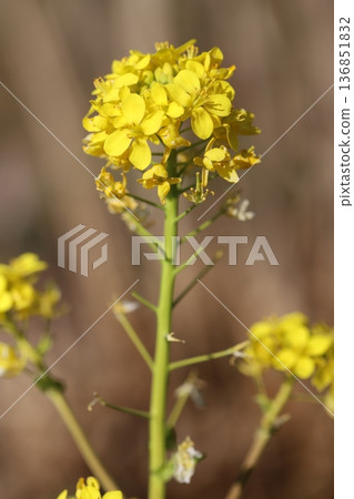 Yellow rape blossoms blooming in the winter field 136851832