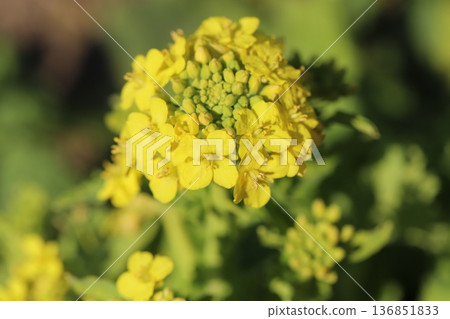 黃色的油菜花盛開在冬天的曠野 黃色的油菜花盛開在冬天的曠野 136851833