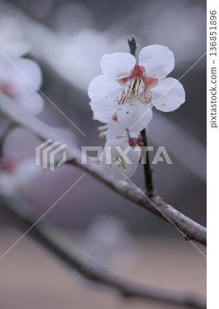 White plum blossoms blooming at the end of a thin, short branch White plum blossoms blooming at the end of a thin, short branch 136851896