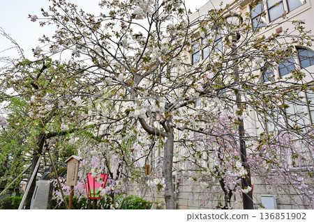 Osaka Mint Sakura Pass Scene Osaka Mint Sakura Pass Scene 136851902