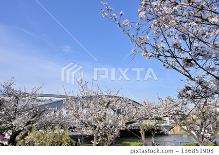 Cherry blossoms along the Okawa River and the Silver Bridge Cherry blossoms along the Okawa River and the Silver Bridge 136851903