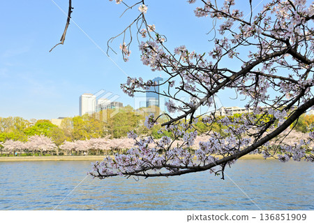 大川河畔和大阪商業園區的櫻花盛開 大川河畔和大阪商業園區的櫻花盛開 136851909