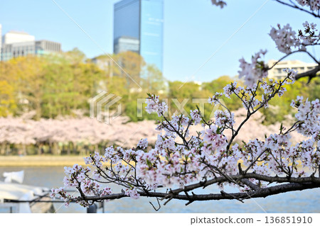 Cherry blossoms along the Okawa River and Osaka Business Park 136851910