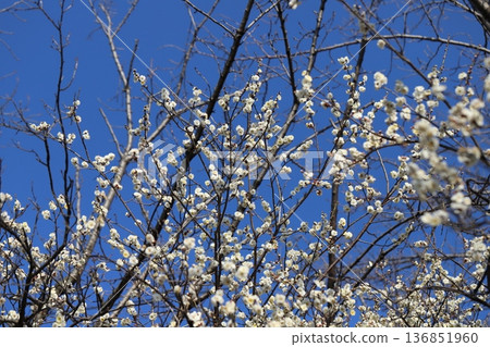 Early-blooming white plum blossoms in a park in winter Early-blooming white plum blossoms in a park in winter 136851960