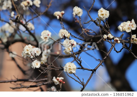 Early-blooming white plum blossoms in a park in winter Early-blooming white plum blossoms in a park in winter 136851962