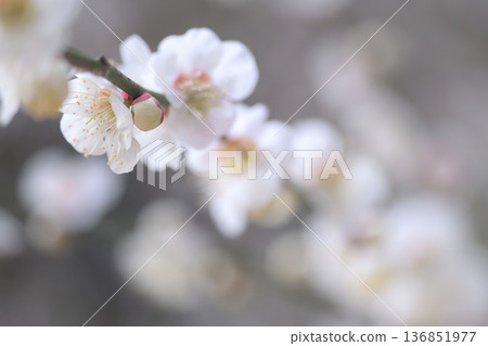 盛開的花朵間,殘留著白色的梅花苞。 盛開的花朵間,殘留著白色的梅花苞。 136851977