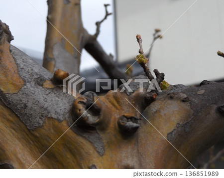 Buds on the Chinese quince tree Buds on the Chinese quince tree 136851989