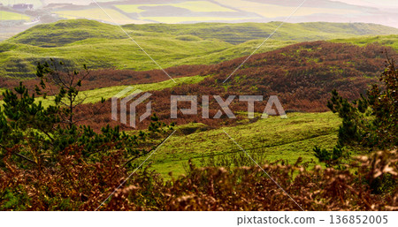 Rolling hills show green grass and brown ferns with scattered pine trees on a bright autumn day. Rolling hills show green grass and brown ferns with scattered pine trees on a bright autumn day. 136852005