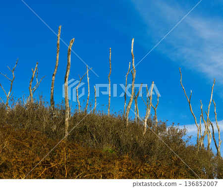 Bare trees reach for a clear blue sky. 136852007