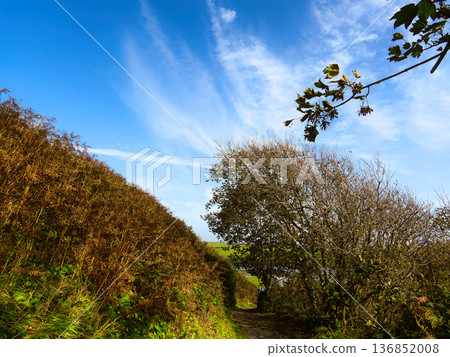 Winding dirt path leads through vibrant autumn landscape featuring brown ferns and bare trees under a bright blue sky. Winding dirt path leads through vibrant autumn landscape featuring brown ferns and bare trees under a bright blue sky. 136852008