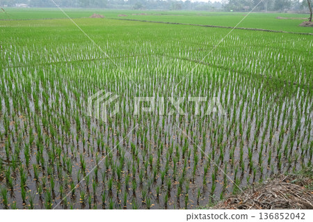 Green rice field in West Bengal, India Green rice field in West Bengal, India 136852042