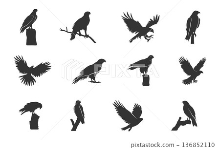 Hawk silhouette set, Hawk eagle svg, Hawk svg, Hawk birds vectors, Flying hawk silhouette, Flying hawk svg, Hawk silhouette -V02 136852110